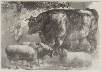 De Smithfield Club Vee Show, prijsvee en schapen in de Agricultural Hall, Islington